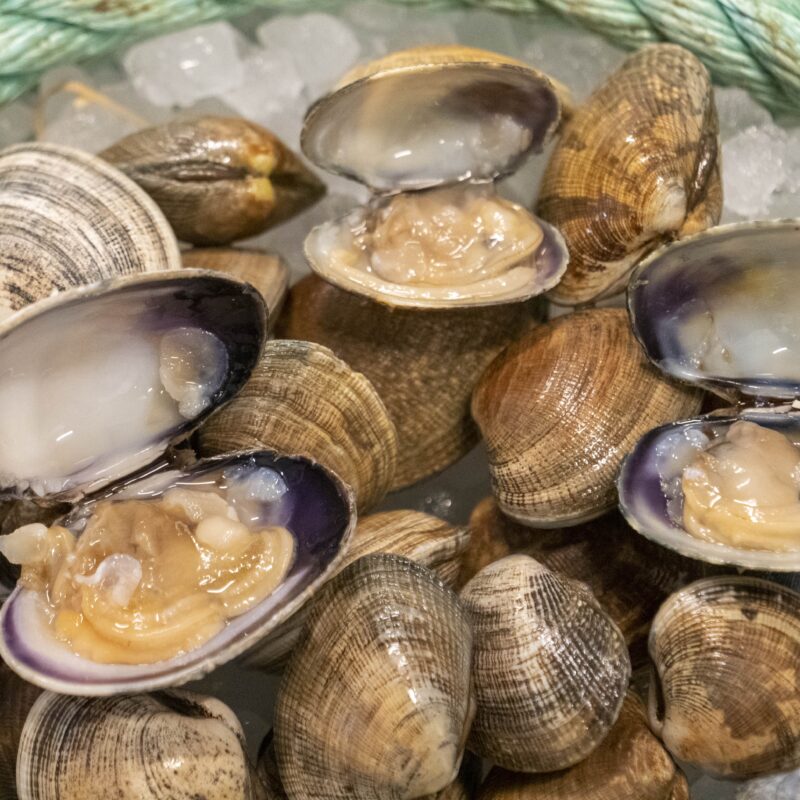 Almeja (Ruditapes Philippinarum)