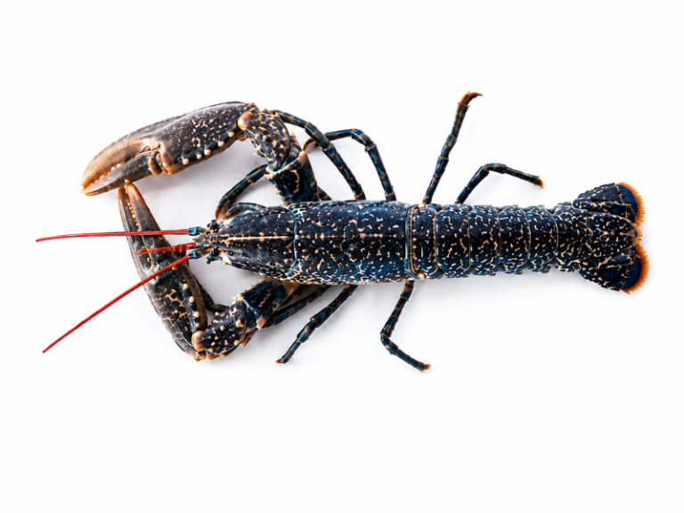 Bogavante-Azul