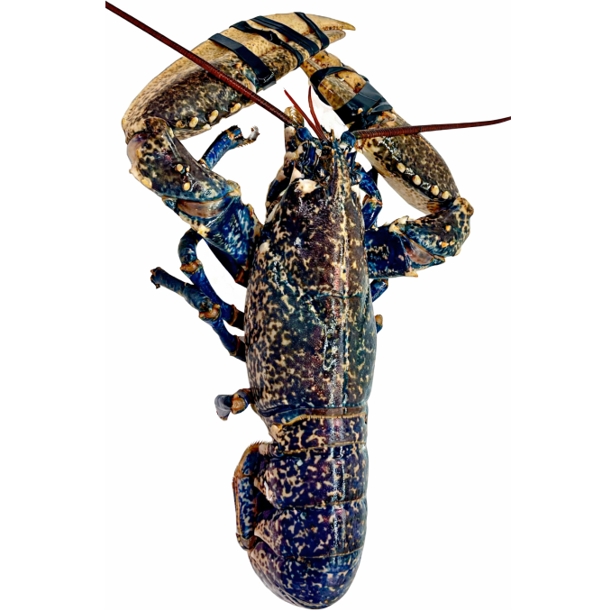 Bogavante Azul (Homarus Gammarus)