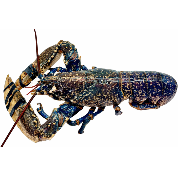 Bogavante Azul (Homarus Gammarus)