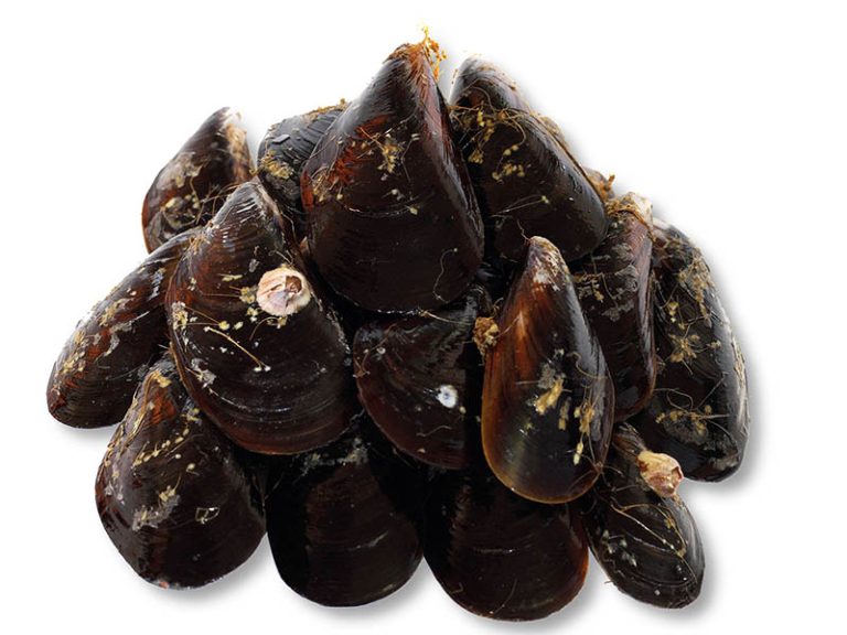 mejillones-PORTADA