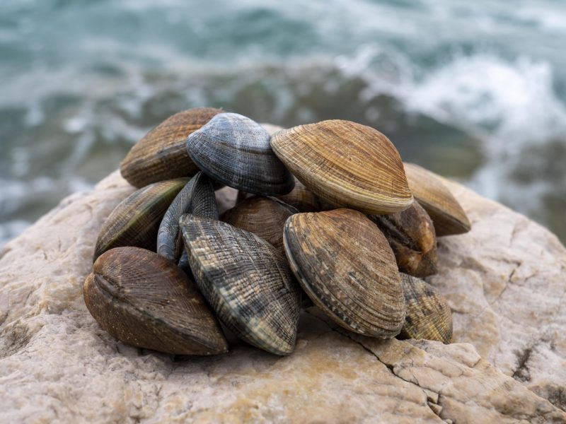 comprar-almejas-en-conil (1)