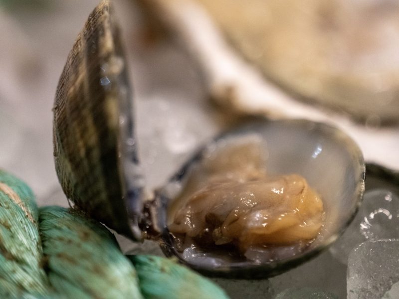 comprar-almejas-en-conil (2)